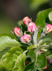 apple flowers on a branch in spring.