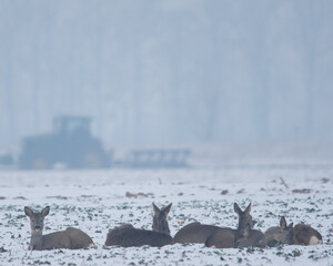 sarny odpoczywają na zimowym polu pokrytym białym śniegiem