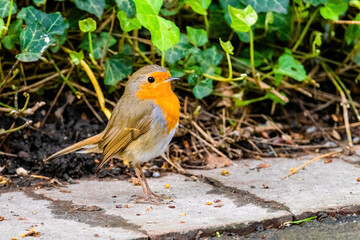 Fototapeta premium Close-up of robin bird perching on ground