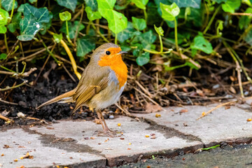 Close-up of robin bird perching on ground