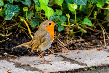 Close-up of robin bird perching on ground