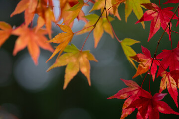 緑背景のモミジ