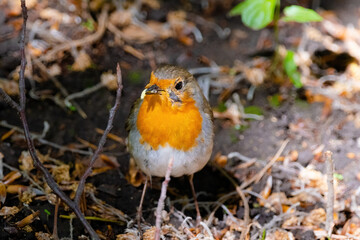 Close-up of robin bird perching on ground