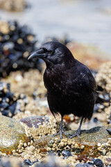 Crow looking at mussels on ground