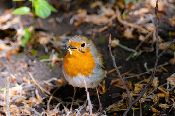 Close-up of robin bird perching on ground