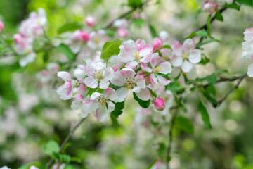 Obraz na płótnie Canvas Blooming cherry blossom tree garden in spring