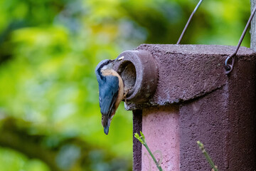 Nuthatch (Sitta europaea) Eurasian nuthatch bird perching, close up bird photo with blurry background, common wood and garden bird