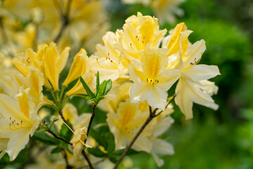 Blooming bush of yellow rhododendron in the botanical garden