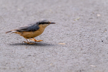 Nuthatch (Sitta europaea) Eurasian nuthatch bird perching, close up bird photo with blurry background, common wood and garden bird