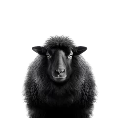 Poster black sheep on a transparant background, PNG, Generative Ai © purich