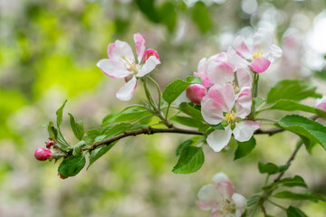 Fototapeta na wymiar Blooming cherry blossom tree garden in spring