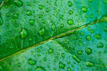 Green leaf of a plant with water drops after rain for background