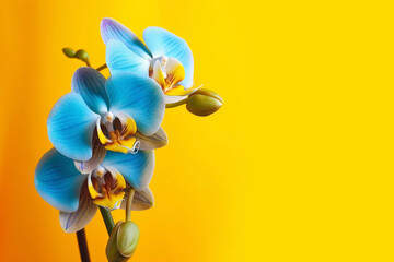 Natural blue orchid flowers on a yellow background, Generative AI, generative artificial intelligence