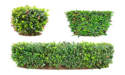 Ixora Ornamental plants and Green leafed bushes. (shrub) Square shape. For making fences and decorating the garden for beauty. Collection of 3 trees. (png)