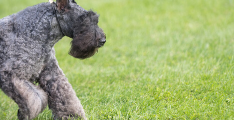 Kerry Blue Terrier Moving in the frame at a dog show