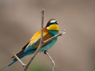 bee-eater