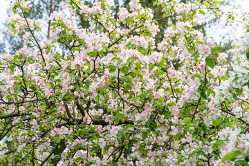 Blooming cherry blossom tree garden in spring