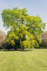 Oak is a genus of plants belonging to the Fagaceae family