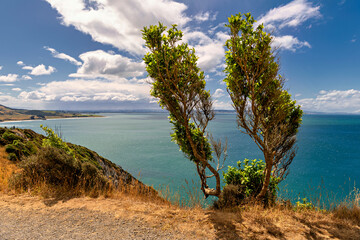 View of the coast of the sea, in the foreground two cypresses