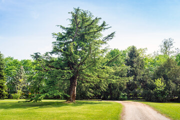 Himalayan Cedar - Evergreen conifer native to the Himalayan mountain range