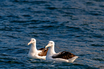 Albatross couple swimming side by side on the water