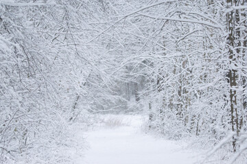 las w zimowej aurze zasypany białym sniegiem