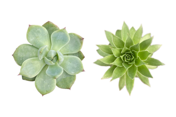 a set of succulent plants houseplant, isolated, top view, high quality