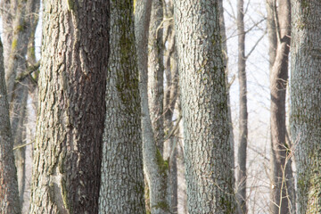 pnie drzew olchy w lesie olchowym pokryte szarą korą