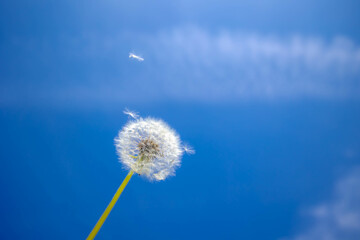 Soft selective focus of white puffy flower dandelion with blue sky and sunlight as backdrop, Taraxacum erythrospermum or common name red-seeded dandelion, Nature floral background.