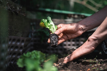 Bare female hands planting young lettuce seedling in a fertile garden soil