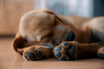 Adorable purebred golden labrador retriever puppy lying and sleeping on the floor