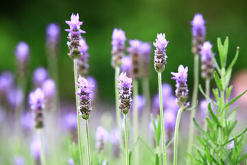 Fernleaf Lavender or Jagged Lavender or Pinnata Lavender,beautiful purple Lavender flowers blooming in the garden with soft background