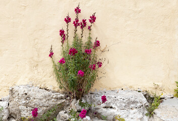 Fototapeta na wymiar Blumen wachsen an einer Hausmauer