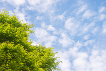 青空と新緑の紅葉