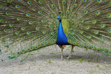 Obraz premium Male blue peacock during courtship displaying his magnificent plumage (Pavo cristatus) Phasianidae family. Hanover - Burg, Germany.