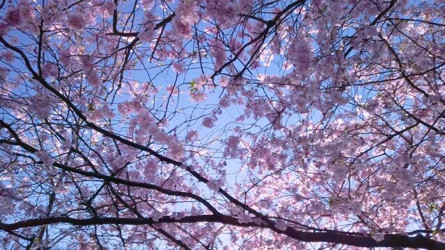Cherry trees in full bloom with pink white flowers