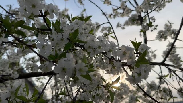 Cherry blossom on the background of sunset