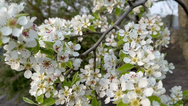 blooming peach tree in spring