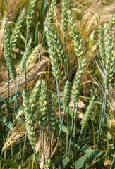 green ears of wheat and yellow rye, mix of cereals close up