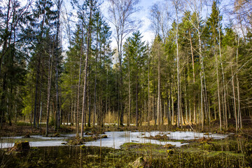 lake in the forest
