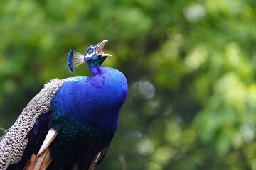 Colorful plumage from Blue Peafowl male (Pavo cristatus) Phasianidae family. Hanover - Burg,...