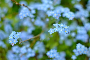 Spring flowering of plants, nature.