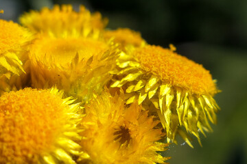 yellow dandelion flower