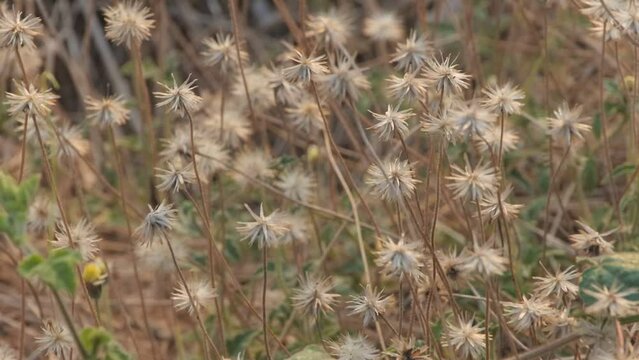 flowers grass in selective point focus with blur background