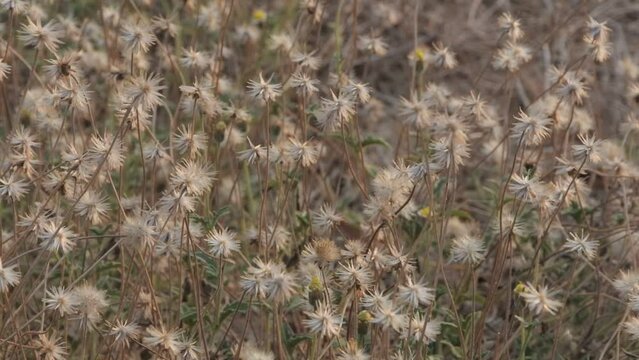 flowers grass in selective point focus with blur background