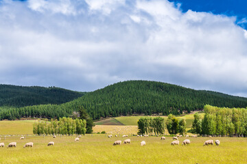 New Zealand rural landscape with free range sheep