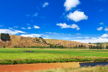 Obraz premium New Zealand rural landscape with free range cattle