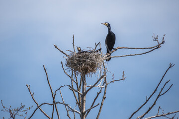 Couple of beautiful black cormorants nesting in a big nest on the tree on the coast of the Baltic Sea in spring 