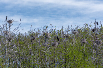 Beautiful huge colony of black cormorants nesting in big nests on tree branches on the coast of the Baltic Sea in spring 