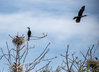 Beautiful huge colony of black cormorants nesting in big nests on tree branches on the coast of the Baltic Sea in spring 